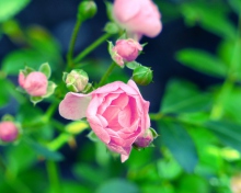 Gorgeous Pink Rose wallpaper 220x176