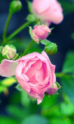Sfondi Gorgeous Pink Rose 240x400