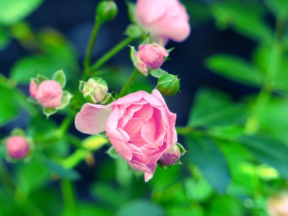 Обои Gorgeous Pink Rose 320x240