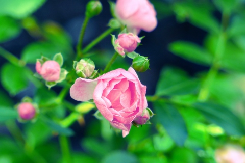 Fondo de pantalla Gorgeous Pink Rose 480x320