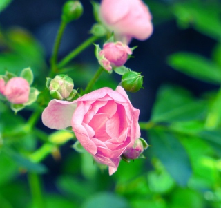 Gorgeous Pink Rose sfondi gratuiti per 1024x1024