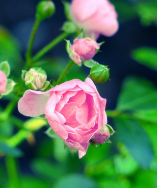 Gorgeous Pink Rose - Obrázkek zdarma pro iPhone 3G