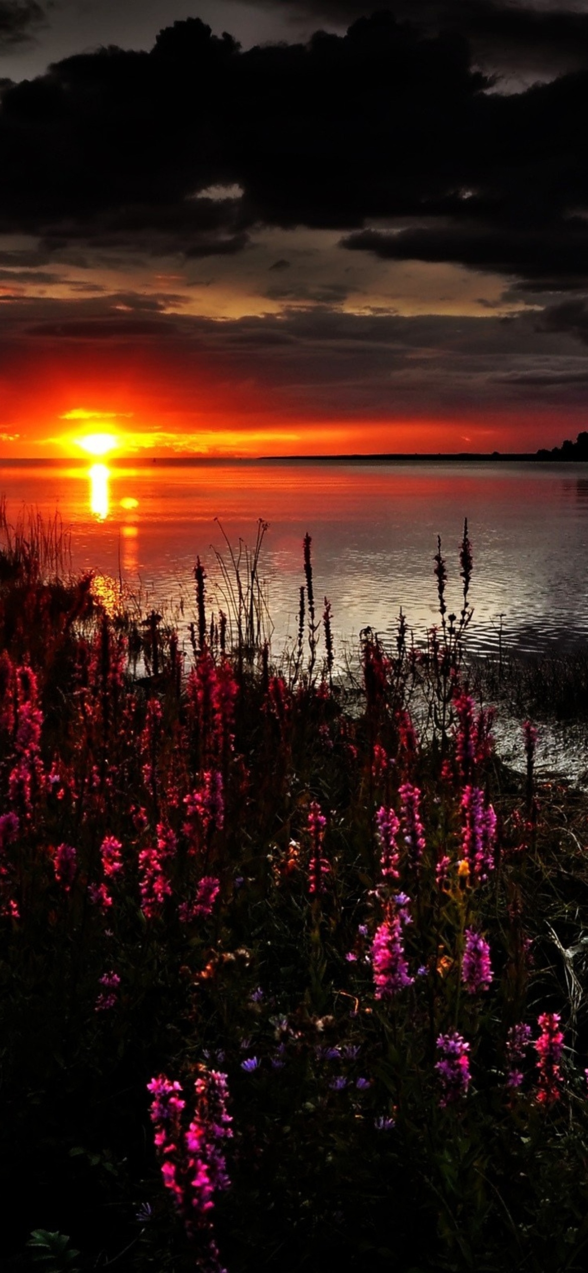 Flowers And Lake At Sunset wallpaper 1170x2532