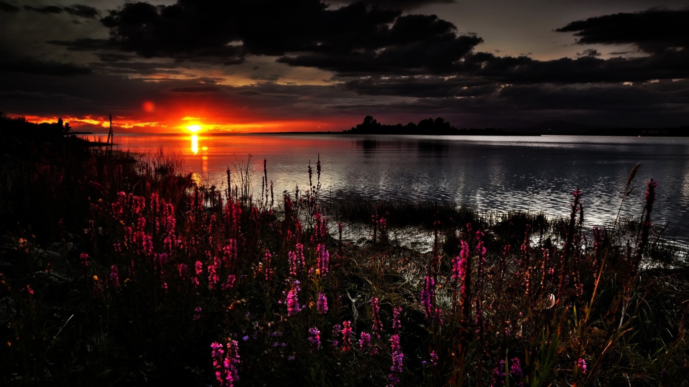 Flowers And Lake At Sunset wallpaper 1366x768