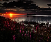 Screenshot №1 pro téma Flowers And Lake At Sunset 176x144