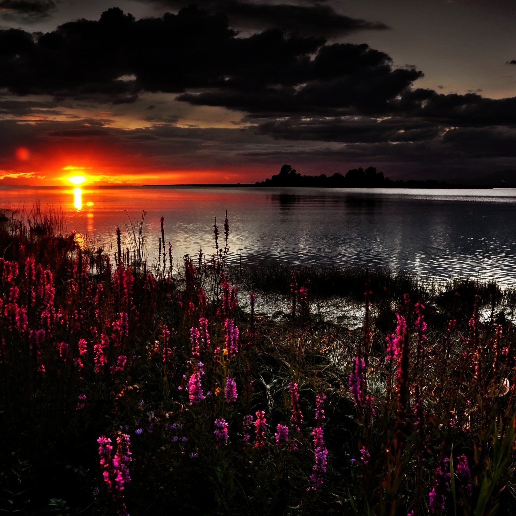 Fondo de pantalla Flowers And Lake At Sunset 2048x2048