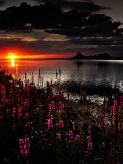 Das Flowers And Lake At Sunset Wallpaper 240x320