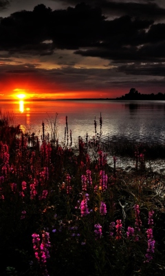 Обои Flowers And Lake At Sunset 240x400