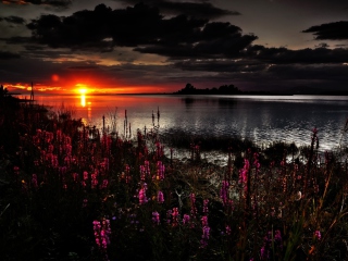 Das Flowers And Lake At Sunset Wallpaper 320x240