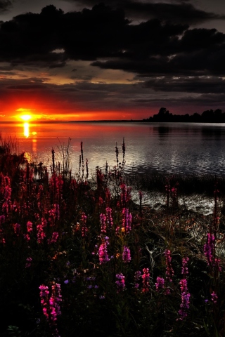 Flowers And Lake At Sunset wallpaper 320x480