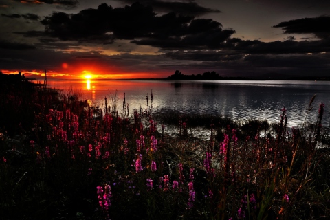 Das Flowers And Lake At Sunset Wallpaper 480x320