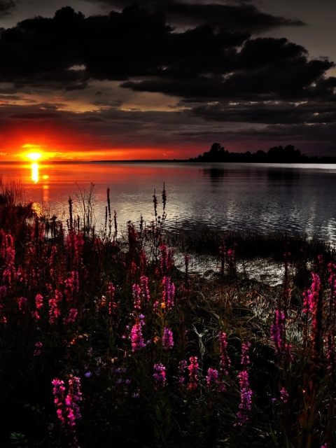 Flowers And Lake At Sunset wallpaper 480x640