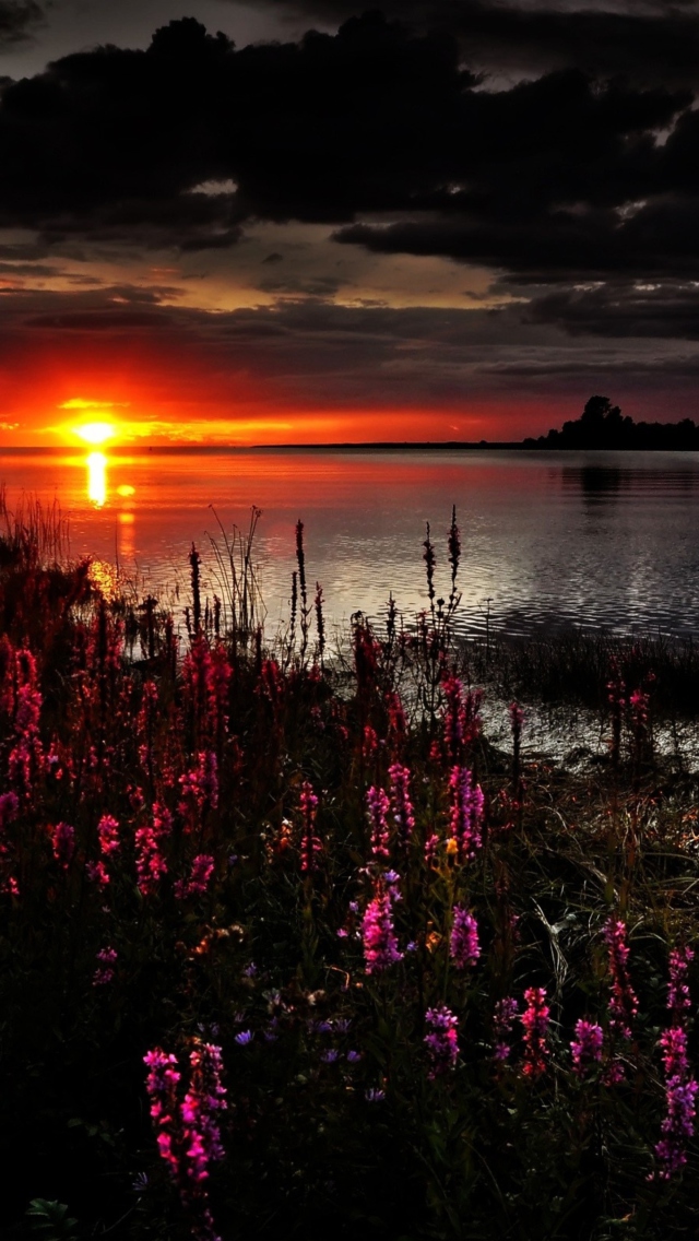 Обои Flowers And Lake At Sunset 640x1136