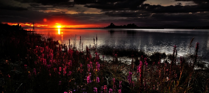 Fondo de pantalla Flowers And Lake At Sunset 720x320