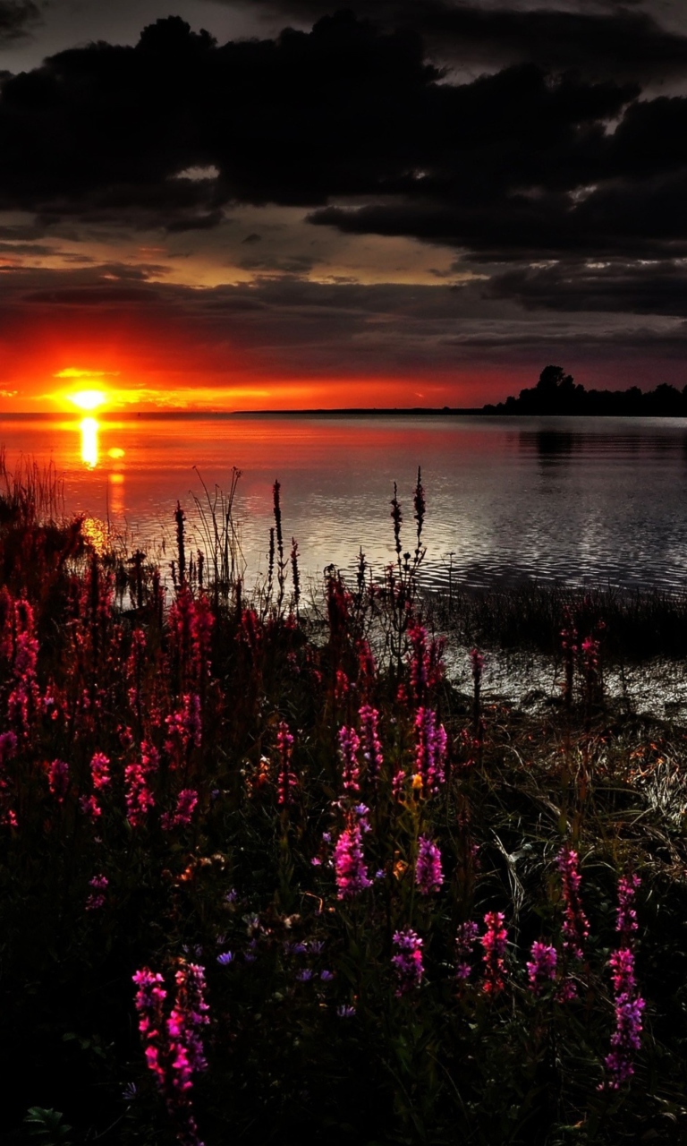 Sfondi Flowers And Lake At Sunset 768x1280