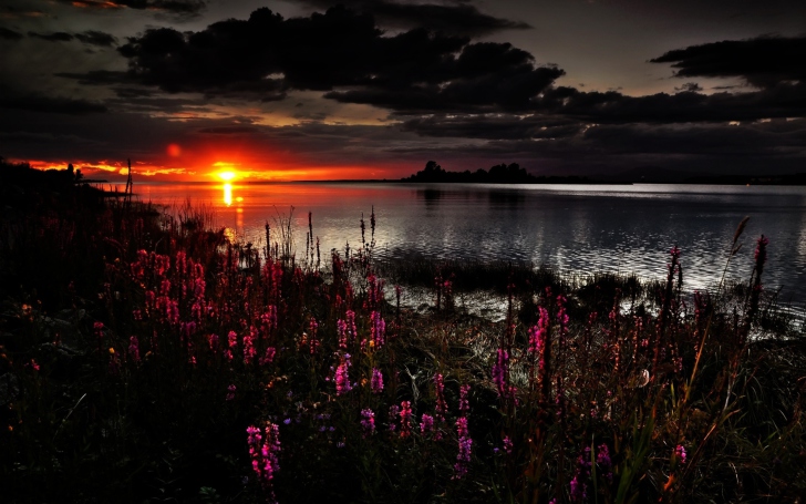 Flowers And Lake At Sunset wallpaper