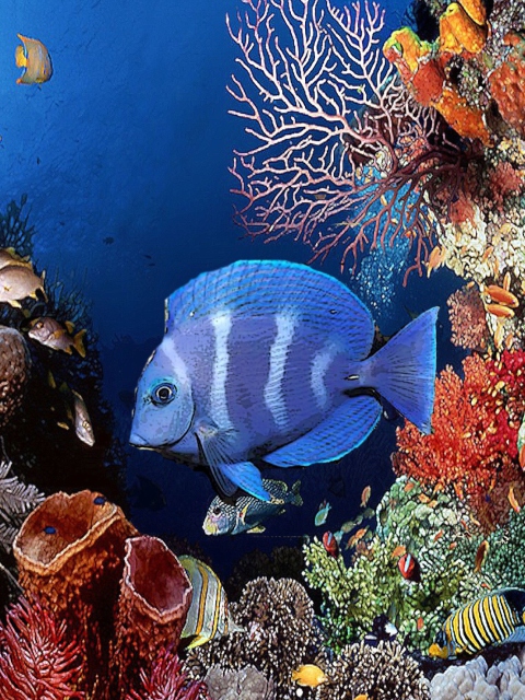 Tropical Blue Fish screenshot #1 480x640