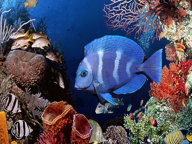 Das Tropical Blue Fish Wallpaper 640x480