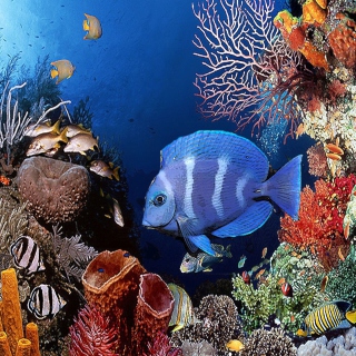 Tropical Blue Fish - Obrázkek zdarma pro iPad