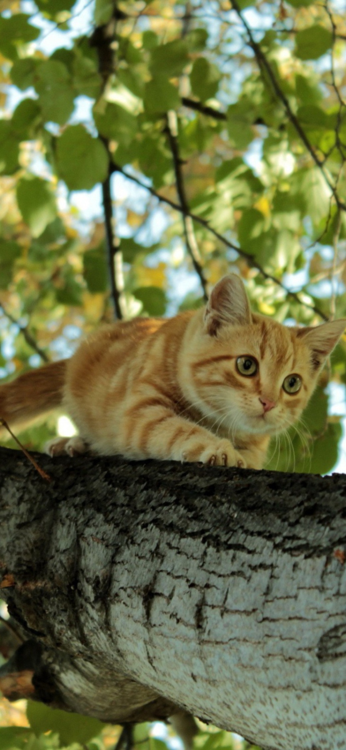 Das Cat Climbing A Tree Wallpaper 1170x2532
