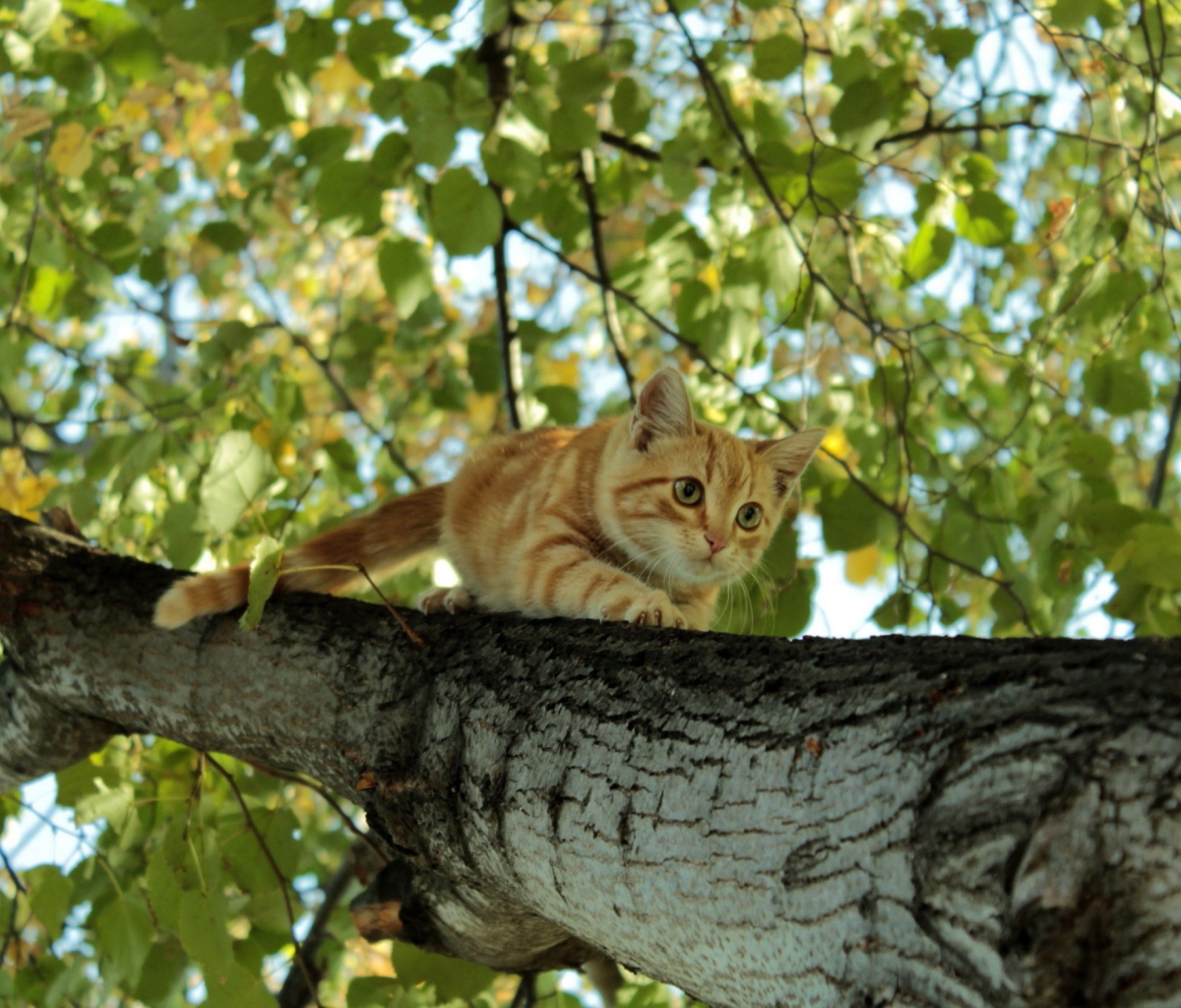 Das Cat Climbing A Tree Wallpaper 1200x1024