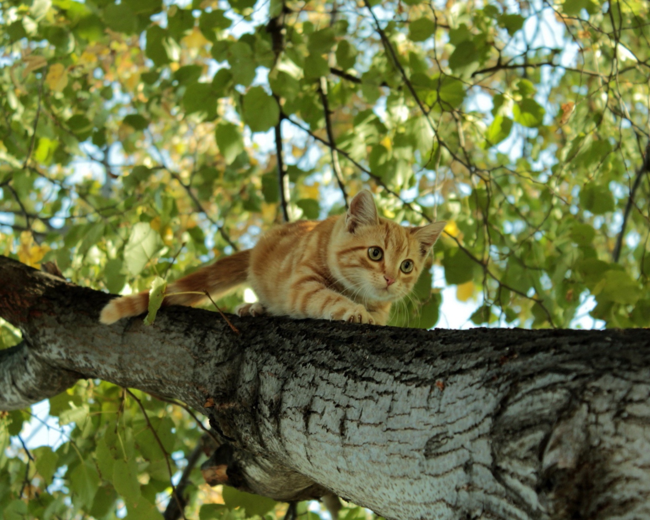 Обои Cat Climbing A Tree 1280x1024