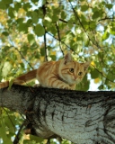 Das Cat Climbing A Tree Wallpaper 128x160