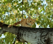 Cat Climbing A Tree wallpaper 176x144