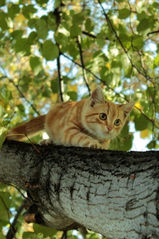 Fondo de pantalla Cat Climbing A Tree 320x480