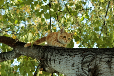 Cat Climbing A Tree wallpaper 480x320