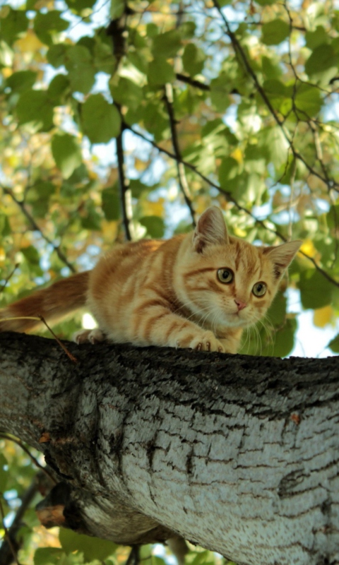 Sfondi Cat Climbing A Tree 480x800