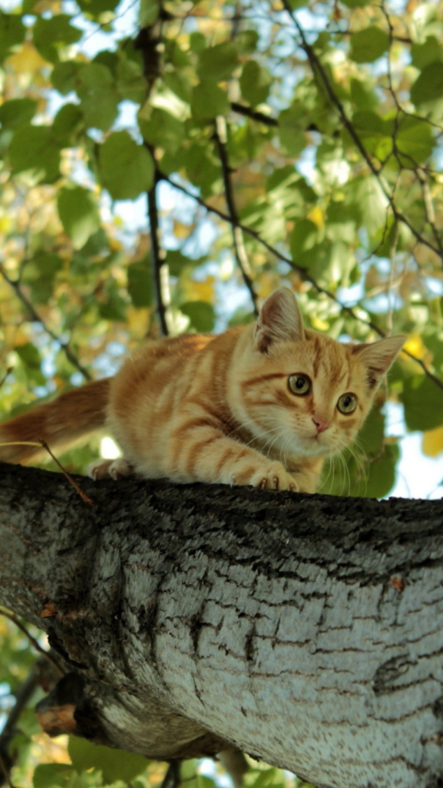 Cat Climbing A Tree wallpaper 640x1136