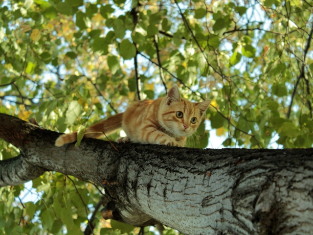 Fondo de pantalla Cat Climbing A Tree 640x480