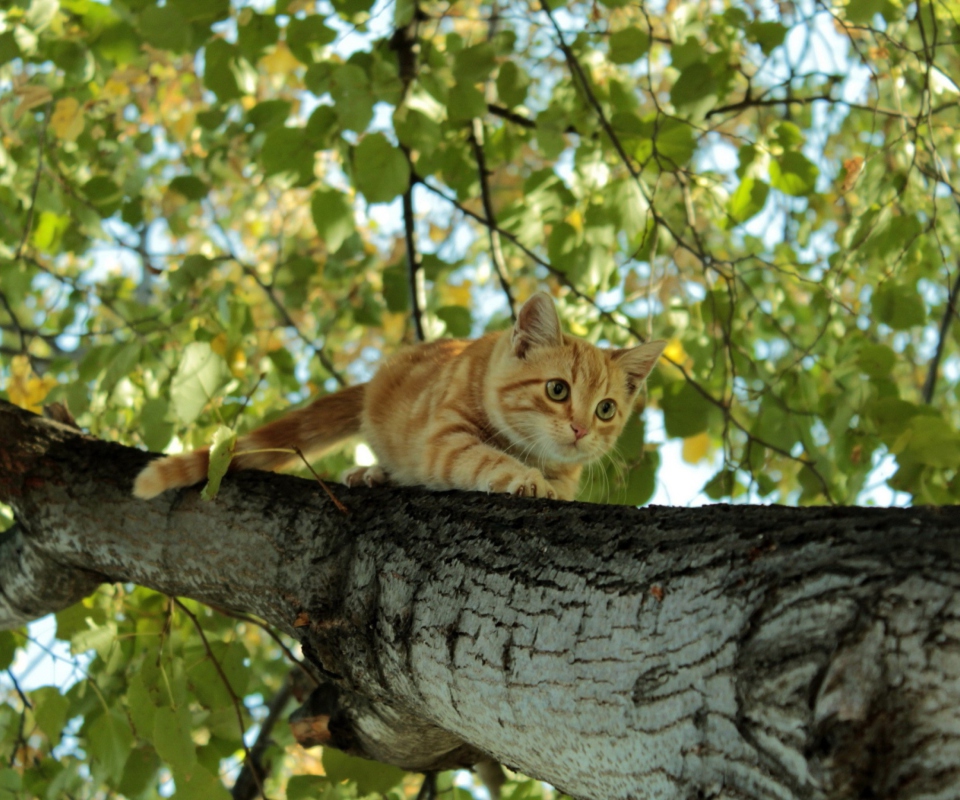 Fondo de pantalla Cat Climbing A Tree 960x800