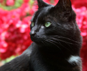 Обои Black Cat 176x144