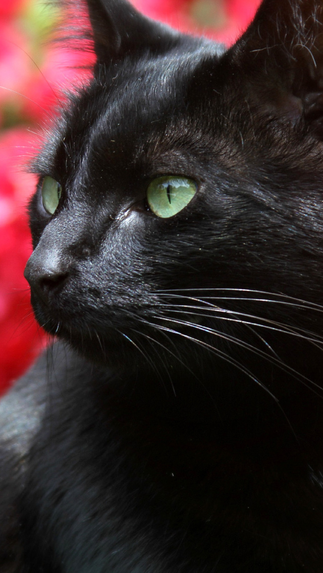 Fondo de pantalla Black Cat 640x1136