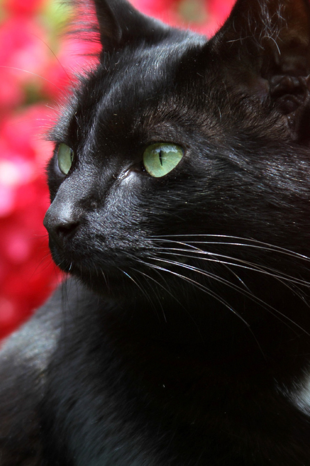 Sfondi Black Cat 640x960