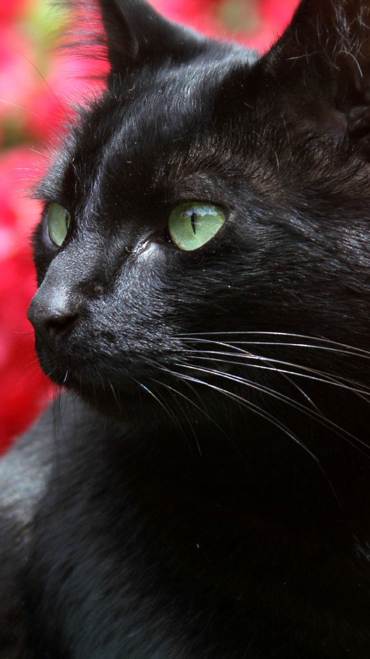 Sfondi Black Cat 750x1334
