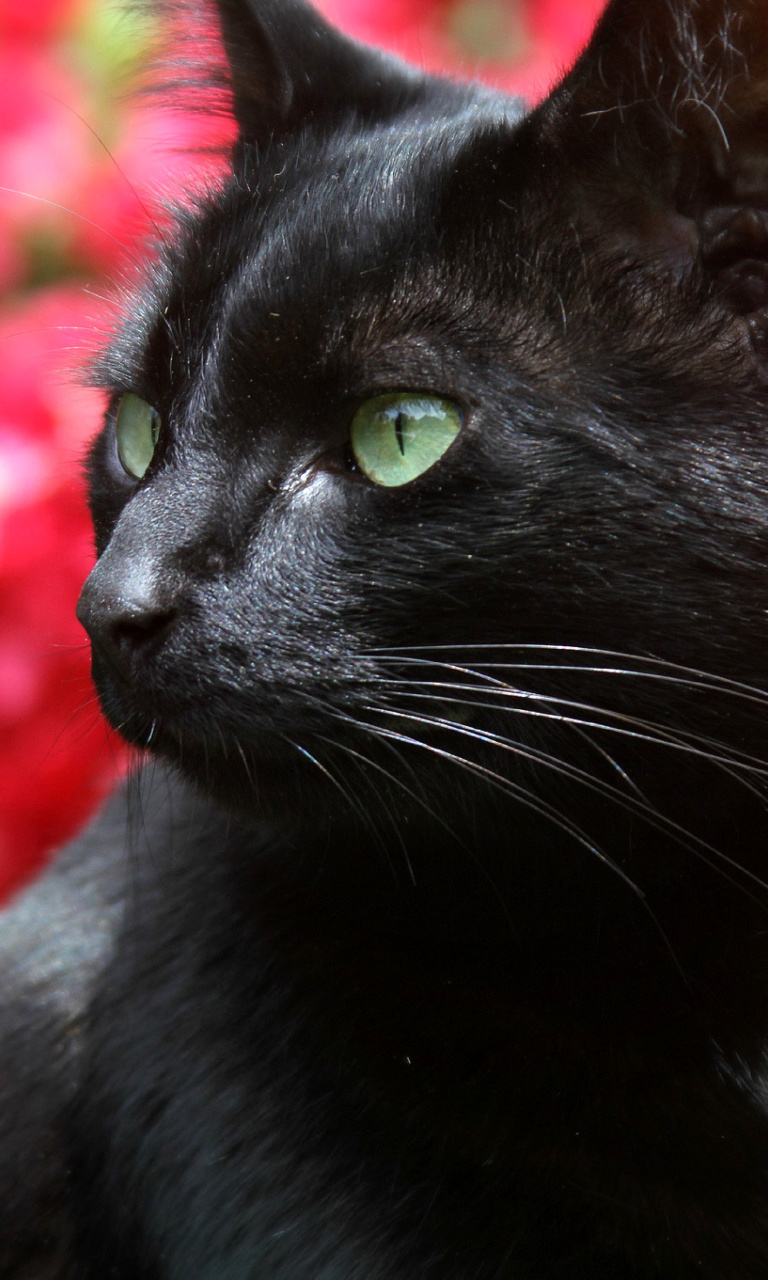 Sfondi Black Cat 768x1280