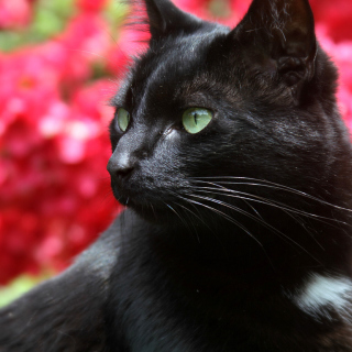 Free Black Cat Picture for iPad mini