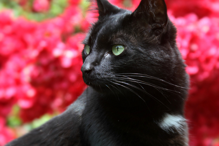Sfondi Black Cat