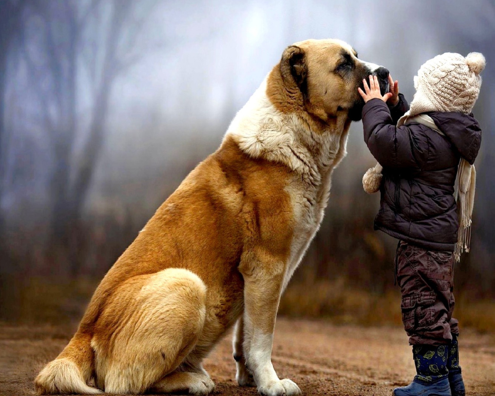 Fondo de pantalla I Love Dogs 1600x1280