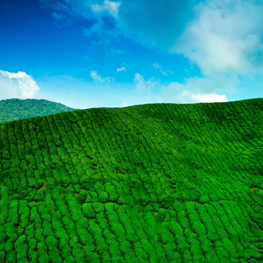 Das Tea Hills Wallpaper 1024x1024