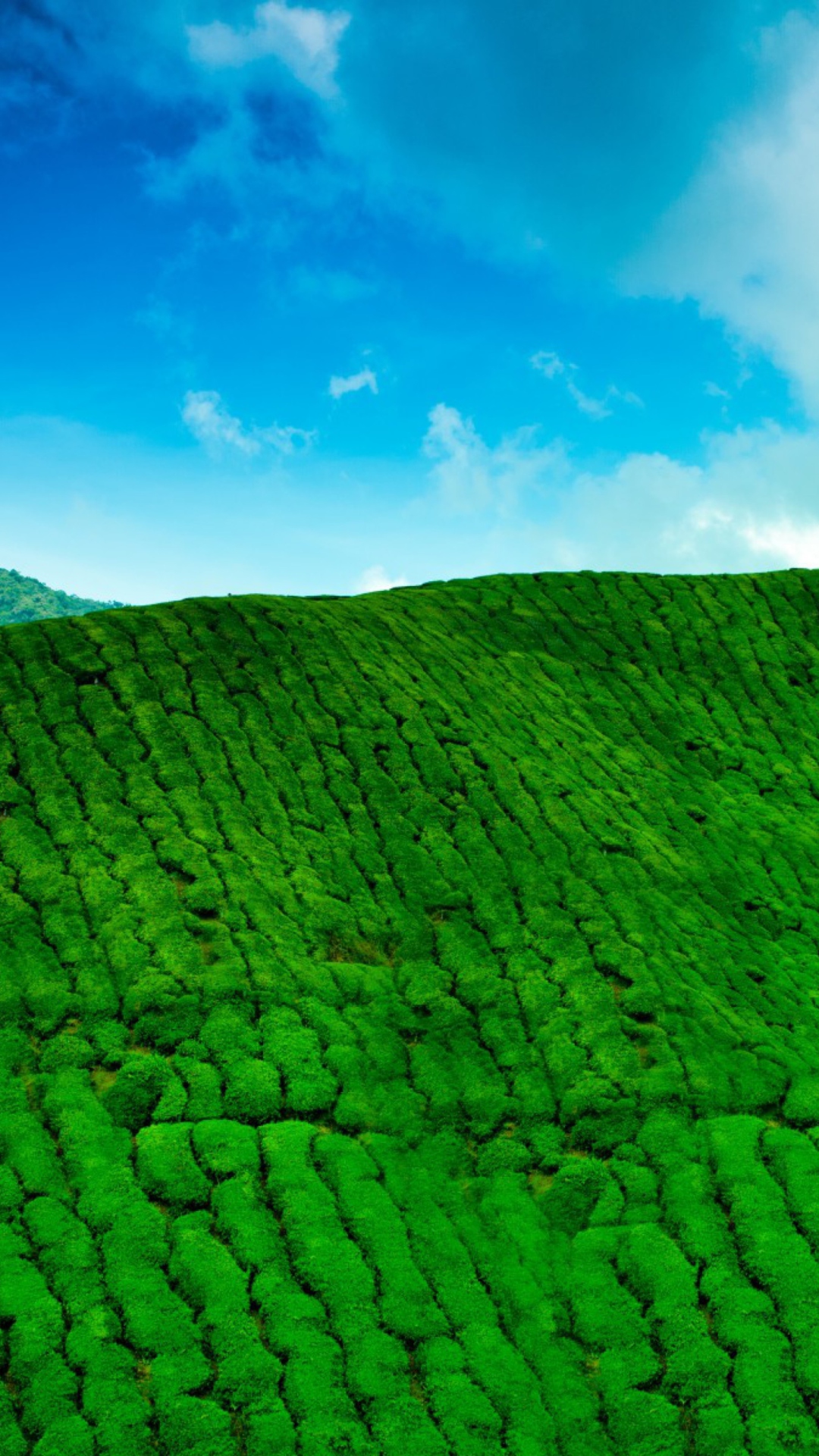 Das Tea Hills Wallpaper 1080x1920