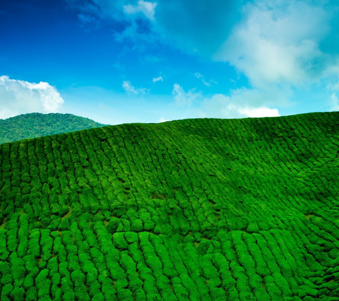 Tea Hills wallpaper 1080x960