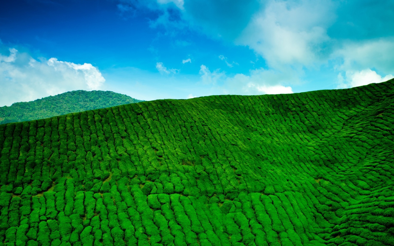 Tea Hills wallpaper 1280x800