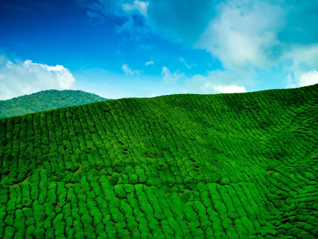 Tea Hills wallpaper 1280x960