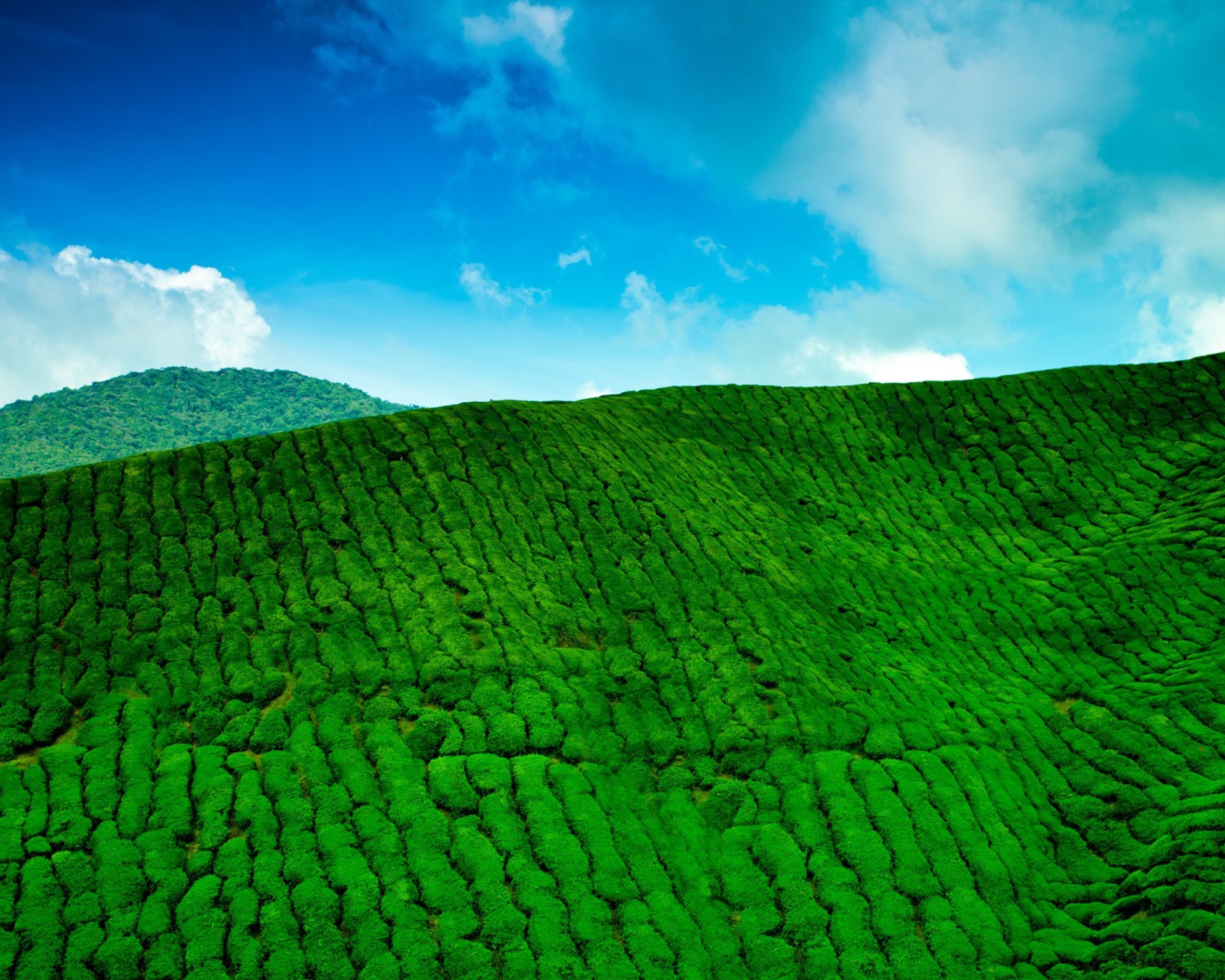 Das Tea Hills Wallpaper 1600x1280