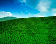 Tea Hills wallpaper 220x176