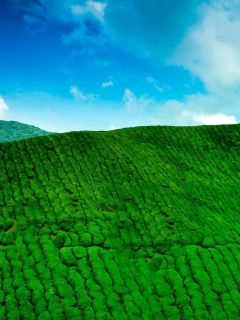 Tea Hills wallpaper 240x320